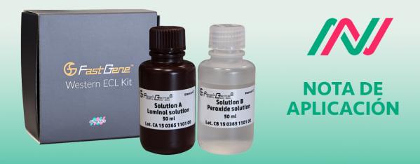 Límite de detección del kit FastGene® Western ECL utilizado para lisados ​​de células completas
