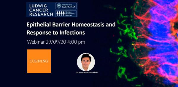 Epithelial Barrier Homeostasis and Response to Infections